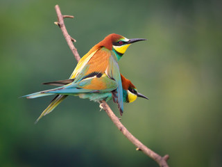 Bee-eaters mating