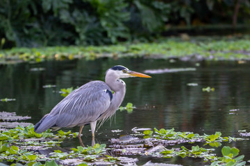 Grey heron bird wading in water