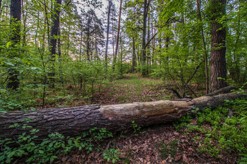 Powalone drzewo na leśnej ściezce
