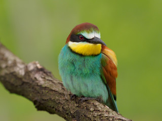 Bee-eater 