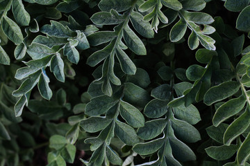 beautiful fresh green leafs background