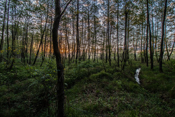 Las olchowy o wchodzie słońca 3