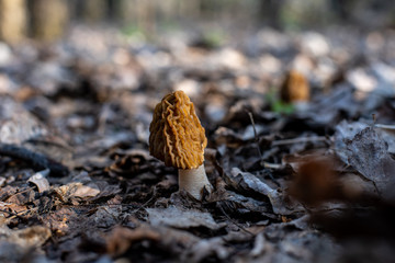 edible mushroom of the Morel family in the forest