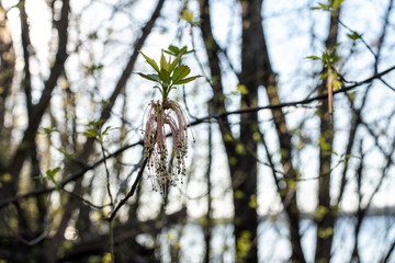 flowering maple tree catkins in spring