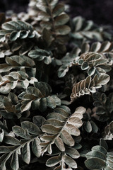 beautiful fresh green leafs background