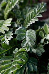 beautiful fresh green leafs background