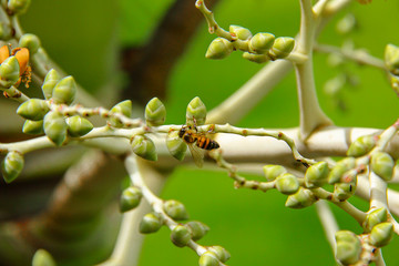 Bee on a tree branch