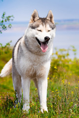 Portrait of a Siberian Husky. Close-up. A dog is standing on the grass. Landscape. Background river. A purebred dog without a leash.