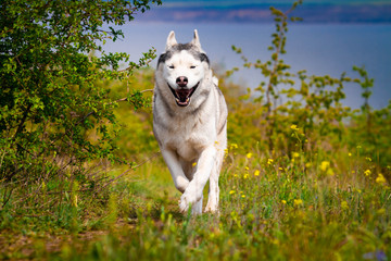 Husky is running through the grass. Close-up. The dog walks in nature. Siberian Husky runs to the camera. Active walks with the dog.