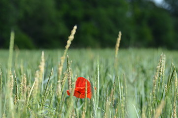 Feld Mohnblume