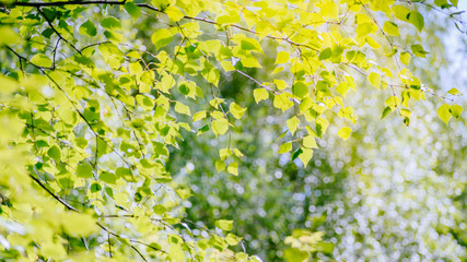 Green leaves of trees on a sunny summer day