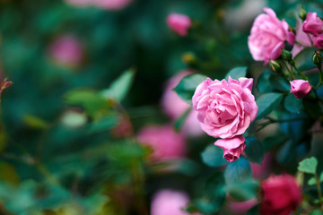 Fototapeta na wymiar Beautiful pink roses in summer garden with copy space. Selective and soft focus
