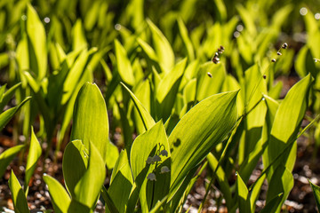 Obraz premium Rozwijające się konwalie majowe2