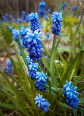 blue hyacinth flowers in the garden