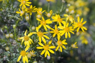 Obraz premium Shiny yellow blooms of Narrow Leaf Goldenbush, Ericameria Linearifolia, Asteraceae, native shrub in Pioneertown Mountains Preserve, Southern Mojave Desert, Springtime.