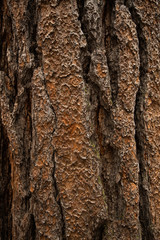 Background texture of tree bark. Old wood dry bark of the tree.