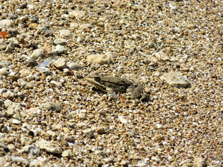 Frog on the shingle of the river Bank