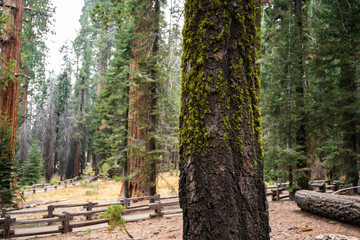 Obraz premium Tree trunk with moss and lichen. Mossy bark tree texture.