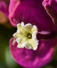 close up of a Purple and white flower