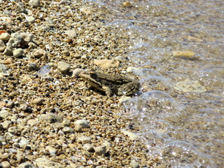 Frog on the shingle of the river Bank