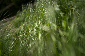 Grass