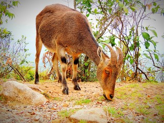 Nilgiri Tahrs eating grass
