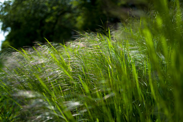 Grass