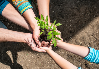 People holding tomato seedling in soil