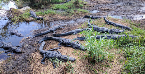 Group of alligators resting at Anhinga trail, Everglades national park, Florida