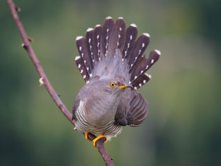 Cuckoo (Cuculos canorus) © Mauro