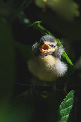 Cyanistes caeruleus-junge Blaumeise sitzt im Gebüsch und schreit 