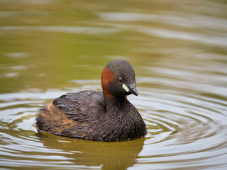 Little Grebe (Tachybaptus ruficollis)