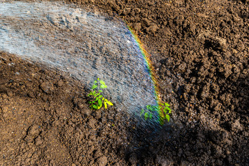Rainbow watering the freshly planted crops