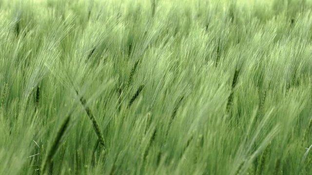 Green young  barley field in early summer on a light windy day, the fine hairs are floating in the wind, close up shot