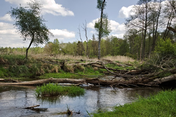 Wild river, fallen tree trunks. Mala Panew.