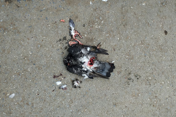 Dead bird lies on the pavement. The remains of a dead dove