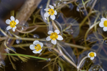 Ranunculus aquatilis, the common water-crowfoot or white water-crowfoot.