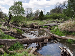 Wild river, fallen trees. Mala Panew.