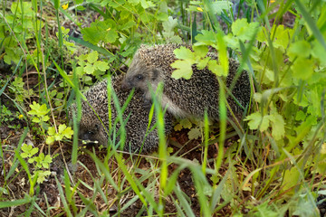 Mating pair of hedgehogs in spring among tall grass. The European hedgehog or common hedgehog  (Erinaceus europaeus) © Oksana