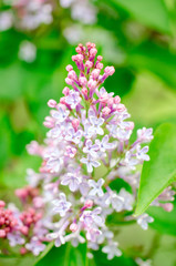 Flowering sprig of lilac delicate color