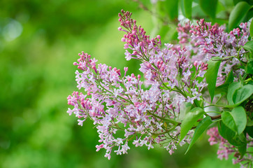 Flowering sprig of lilac delicate color