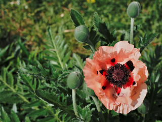Large pink poppies in the spring garden.