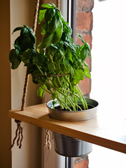Basil in a metal pot on the kitchen window. Hanging wooden board for herbs.