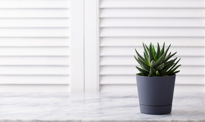 Home plant succulent, aloe on marble table. White wooden background. Copy space.