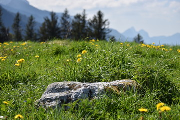 Stein liegt in einer grünen Wiese in der Schweiz 17.5.2020