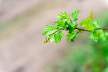 Green leaves on a branch-close-up. Beautiful summer background.