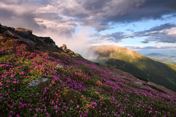Natural landscape. Morning scenery of meadows with blooming rhododendron, high mountains and fog. Majestic summer scenery.
