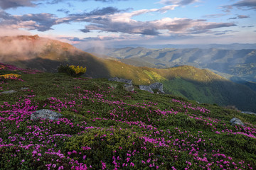 Amazing spring mountain scenery. A lawn covered with flowers of pink rhododendron. Natural landscape with beautiful sky. The revival of the planet.