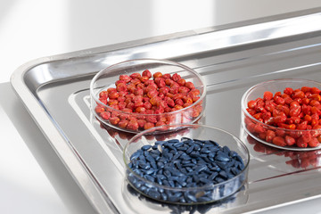 Herbicide-treated sunflower and corn seeds in a Petri dish on a metal tray