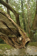 close up wooden waves texture fish in forest